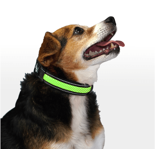 Collar Perro Led 3 Funciones