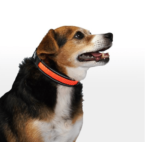 Collar Perro Led 3 Funciones